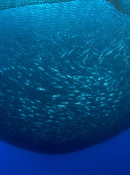 Photo showing ocean fish being captured
