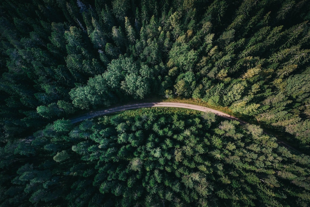 Overhead view of road in forest