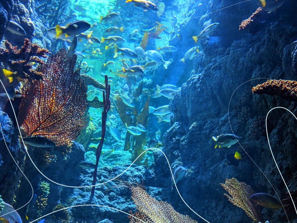 An image of deep sea fish