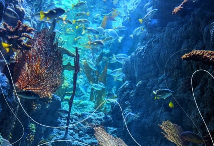 An image showing fish and a coral reef in the ocean