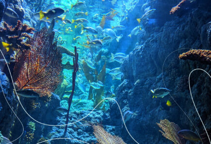 An image of deep sea fish