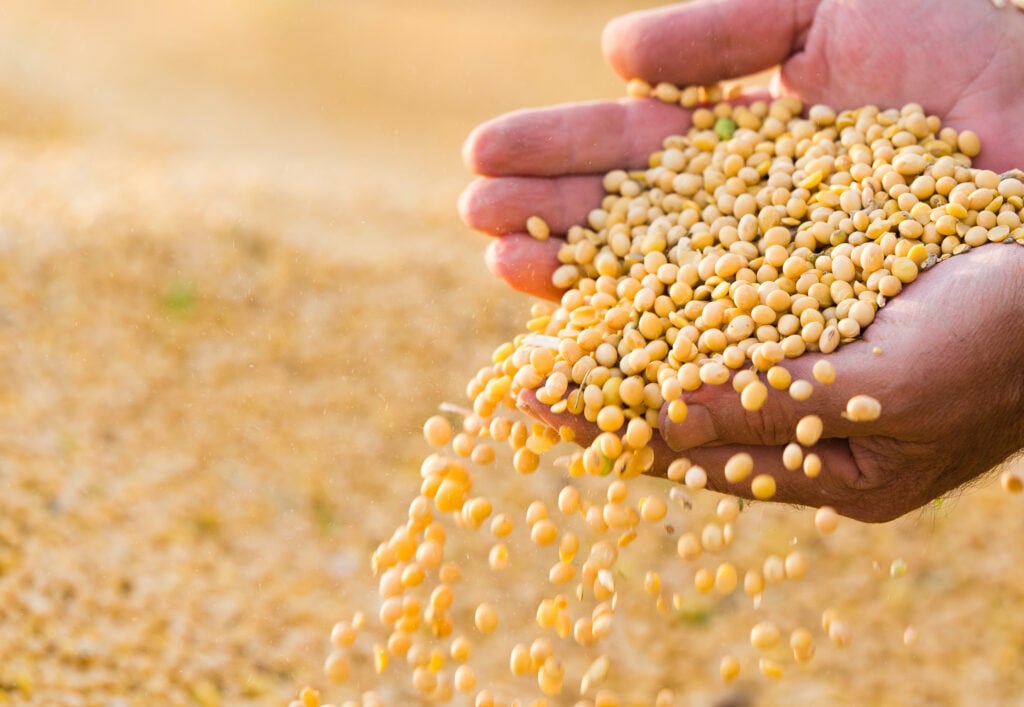 Soy bean seeds pouring from the hands of a farmer