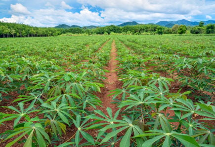 Field of cassava plants, representing cassava as an ingredient for plant-based meat