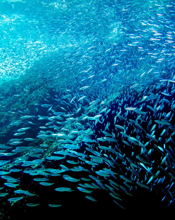 A school of fish swimming along a reef underwater